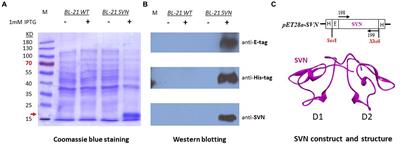 Lactic acid bacterial surface display of scytovirin inhibitors for anti-ebolavirus infection